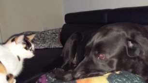 Dog grows increasingly nervous of cat while owner watches the Sopranos