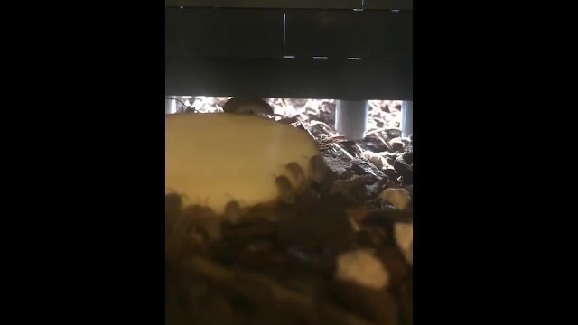Daytime Isopod Feeding