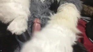 Fursuit sex 169