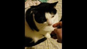 Hairy Pussy Gets Fingered Pt.2