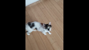 Pussy struts around kitchen, casually looks at the camera