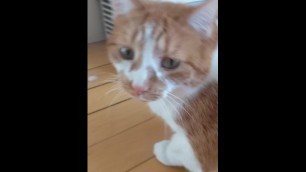 Cat sits in front of heater, gets caught