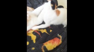 Two cats fight, bigger one walks away